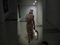 Cosplay Pocong Dreadout