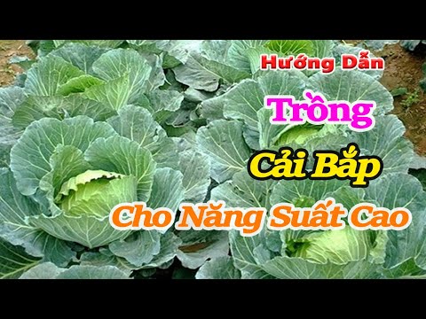 , title : 'cách trồng và chăm sóc cải bắp cho năng suất cao | Kỹ thuật trồng rau Bắp Cải tại nhà cho bắp to đẹp'