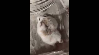 🐹