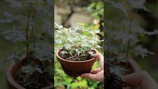 紅葉前、ザクロが落ちた種まきモミジ #shorts #盆栽 #bonsai #gardening #ガーデニング #maple #モミジ