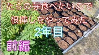 《山菜》たらの芽食べたいので根挿しやってみた！2年目　苗を作りたい編前編