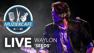 Waylon - 'Seeds' live bij Muziekcafé