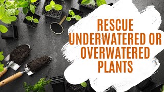 Rescue Your Underwatered or Overwatered Plants