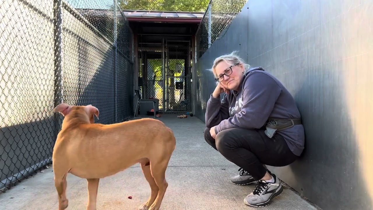 Duna, a ADOPTABLE Pit Bull Terrier in Chicago, IL video 5/5