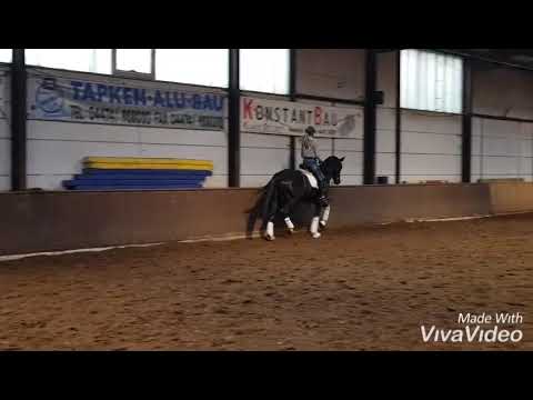 Dressurpferd, Rappstute, Rappe, Governer x Desperados