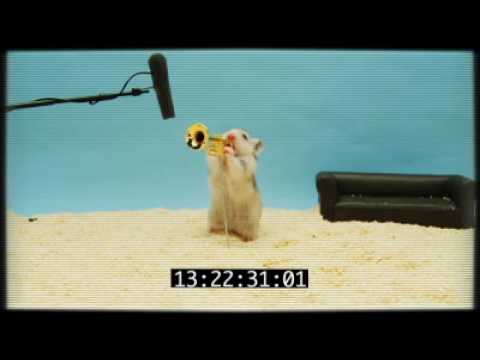 Dinah's Clever Hamster Audition