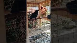 Download lagu Burung tuwu tuwu gacor mp3 Download lagu Burung tuwu tuwu gacor mp3