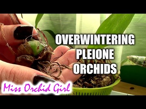 Overwintering Pleione Orchids