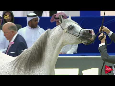 N.220 LVA MAXIMUS - Dubai 2019 - Stallions In Age 10 Yrs. and Older