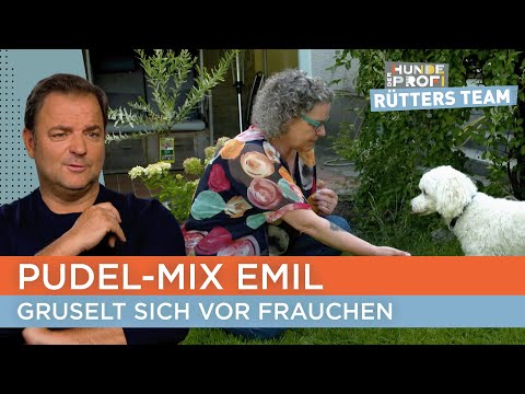 Kann Hundetrainer Marcel die beiden einander näher bringen? 🫣 | Der Hundeprofi - Rütters Team