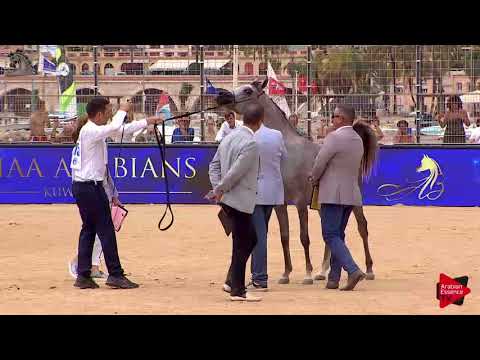 N.15 D RANNANAH - Menton 2018 - Yearling Fillies (Class 1B)