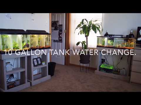 Betta Fish Tank Water Change.