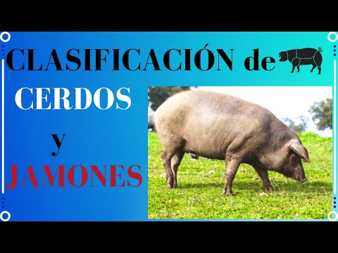 , title : '🐷CLASIFICACIÓN DE CERDOS Y JAMONES🐖[Cerdo ibérico][Bellota]'