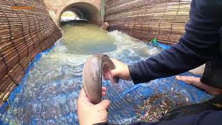 Download lagu 4a mp3 Download lagu 4a mp3