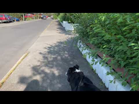 A SHORT WALK WITH MY DOG  so behave  | Hundurinn minn og ég 😍😍😀