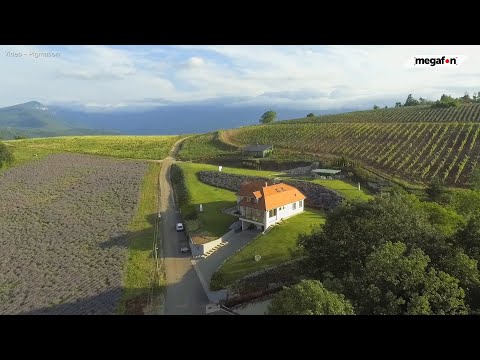 Polja lavande na jugu Srbije - inspiracija za sve