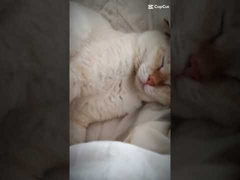JUN JUN CAT VIRAL #cats #catsoftiktok #kucing #viral #junjun