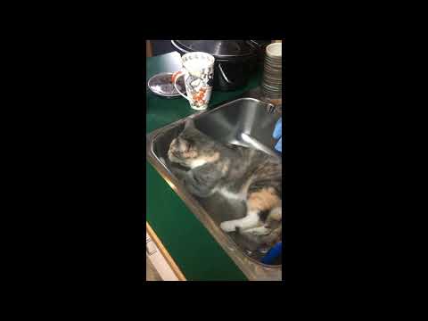 Meet Keana a Domestic Shorthair currently available for adoption! 4/19/2019 6:44:48 PM