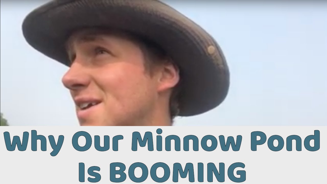 Why our Fat Head Minnow Pond Is Booming
