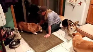Corgis wait in line to be dried off