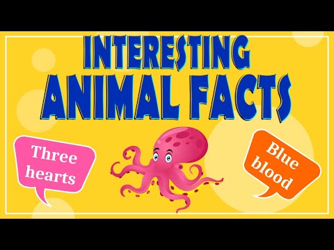 Interesting Animal Facts: We Bet You Didn’t Know! | Animal Facts for Kids