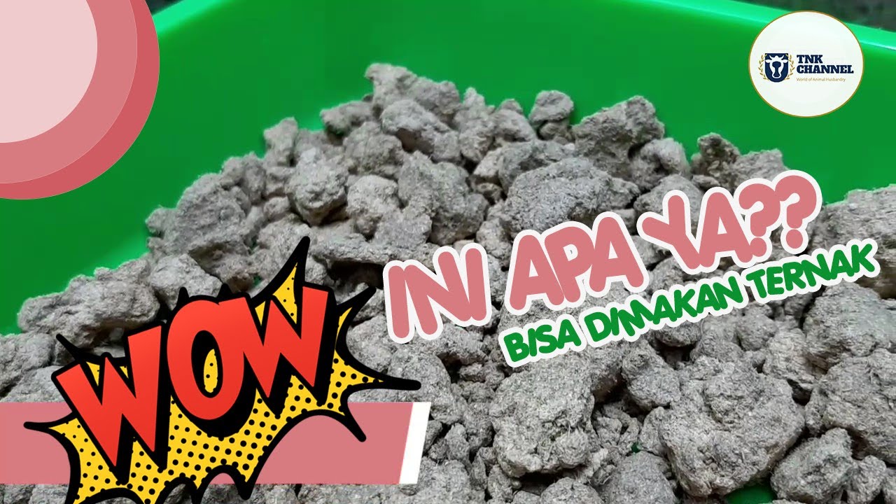 Yuk Mengenal Bahan Pakan Sumber Energi Ternak