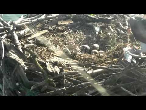 Rutland Ospreys 2013 - 19 May 7.23am - First Chick at Manton Bay Nest