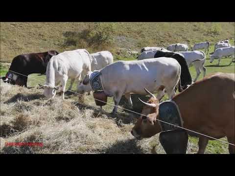 MALGARI IN PIEMONTE MANDRIA IN ALPEGGIO A PRATO NEVOSO. (CN) DOM. 19 - 9 - 2021.
