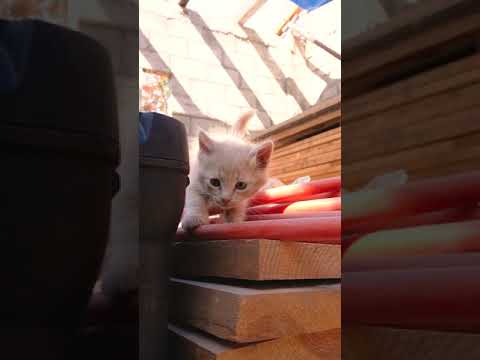 Cute cat Sundar cat acchi cat samajhdar cat, Sundar Kat Sushil Kat acchi Kat samajhdar cat RRCAT cut