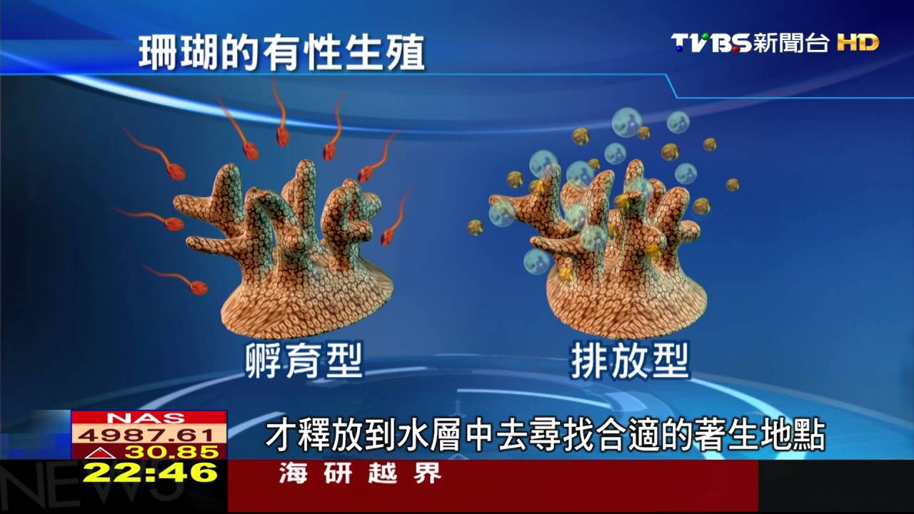 美麗珊瑚面臨破壞　海科館積極復育