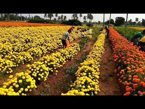 3 types of marigold flowers plants