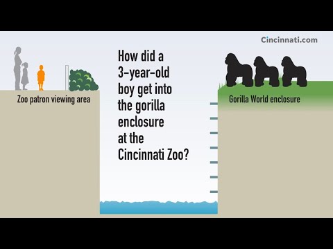 Remembering Harambe: How a child fell into the gorilla enclosure at the Cincinnati Zoo in 2016
