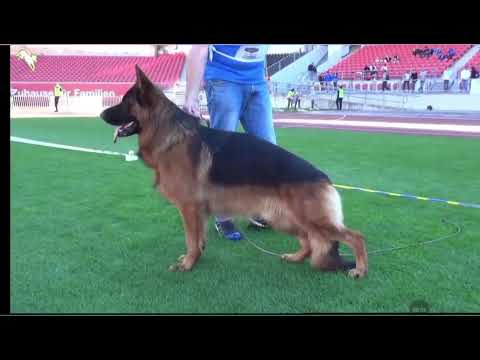 BSZS 2025 YOUNG MALE 18-24