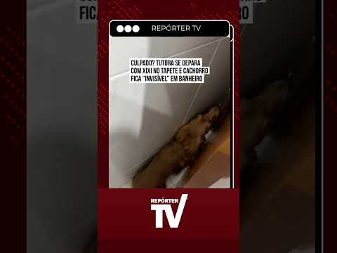 Cachorrinho Peter tenta ficar 