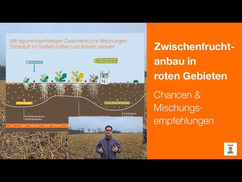 Zwischenfruchtanbau in roten Gebieten: Chancen & Mischungsempfehlungen