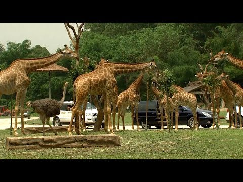 Young giraffes make towering public debut at south China safari park