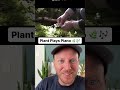 This plant is playing a real-life piano with PlantWave! 🤯🌿🎶 - PlantWave This plant is playing a real-life piano with PlantWave! 🤯🌿🎶