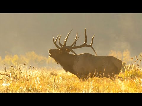 ELK HUNTING!!! - Where Should YOU Start???