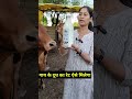 This Is How You Will Get The Rate Of Cow Milk Gircow Dairyfarm Farmingguruji Milk Shortvideo