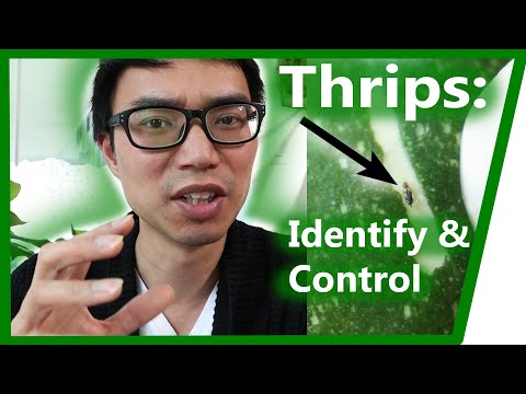Thrips: How to Identify & Control | House Plant Journal