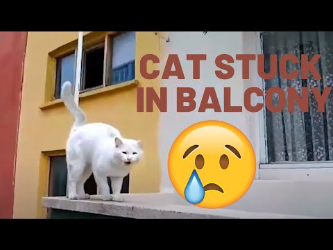 Cute White Cat Stuck in Balcony and meows for help (Cat Saving Story)