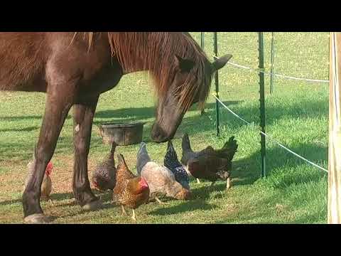 YouTube video about: Can horses eat chicken feed?