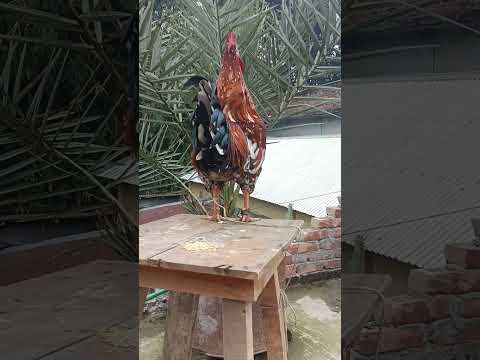 The biggest roosters compilation#rooster #roostercrowing #roostersound #chicken #sorts #crowing