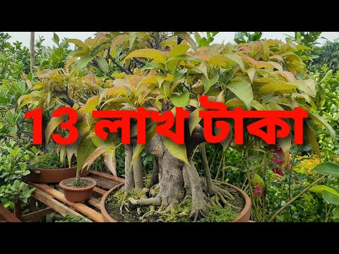 13 লক্ষ টাকা দামের গাছ-জাতীয় বৃক্ষ মেলা ২০২২-brikkho mela 2022-২০ টাকা থেকে শুরু -brikkho mela time