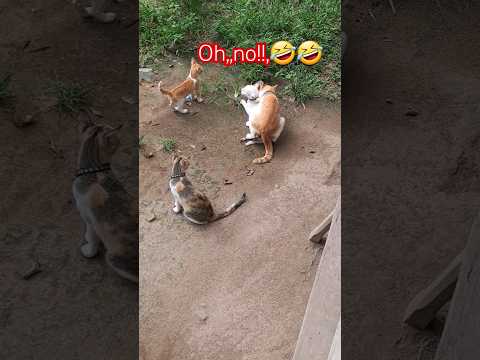 cat matting  ,job done very well!#viral #funny #cats #animal matte#rape#badboy