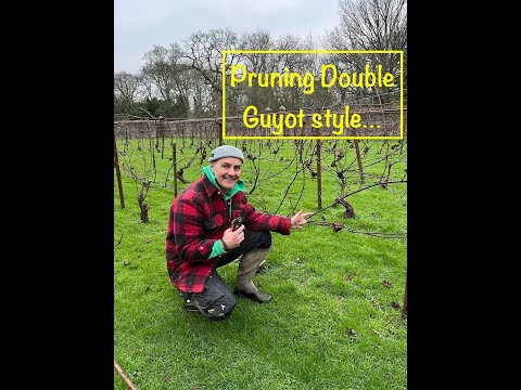 Pruning using the Double Guyot method