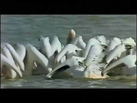 Winged Migration
