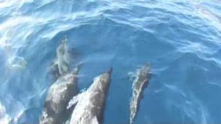 preview picture of video 'Dolphins in Mombasa'