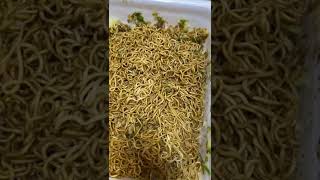 ペヤング食べれなかった