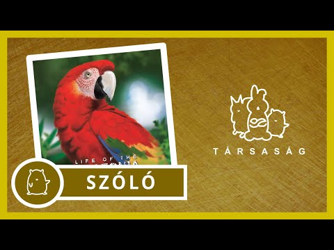 Amazónia | Egyszemélyes Játékszabály - Társaság Társasjáték